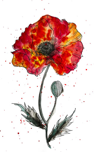 Scarlet Poppy painting by Loren Estes. A scarlet colored watercolor and pen painting.